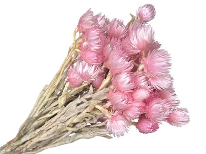 cap flowers helichrysum pink