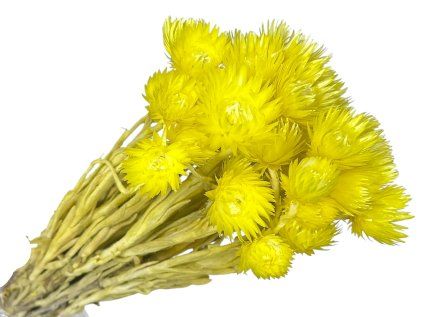 cap flowers helichrysum yellow