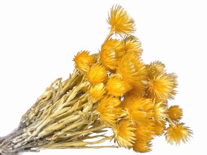 capblumen helichrysum orange light