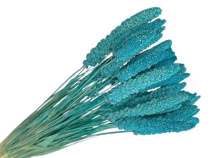 setaria millet turquoise