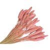 setaria millet light pink