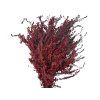 solidago zlatobyl burgundy burgundy1