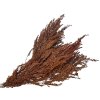 solidago zlatobyl hnede brown