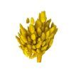lagurus yellow mustard1