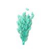 Dried grass Lagurus - bunny tail 50g - aqua