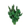 lagurus dark green zeleny1