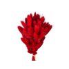 lagurus bunny tail red