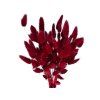 lagurus bunny tail burgundy burgundy