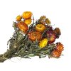 slamienky helichrysum straw flower orange