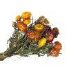 helichrysum dried flowers straw flower orange