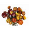 helichrysum flowers straw flower orange1