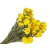 Helichrysum straw flowers yellow