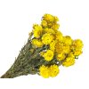slamienky helichrysum straw flower yellow žlté