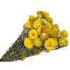 helichrysum dried flowers yellow 2