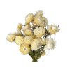straw flowers helichrysum straw flower cream white1
