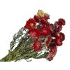 slamienky helichrysum straw flower red červené