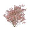 gypsophila baby's breath pink1
