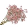gypsophila babys breath pink gypsomilka ružová