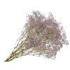 gypsophila babys breath violet gypsomilka fialová