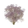 gypsophila babys breath violet gypsomilka fialová1