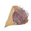 gypsophila babys breath violet gypsomilka fialová2