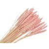 psenica triticum powder pink pudrova