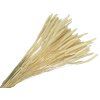 dried timothy grass phleum bleached white