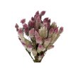 dried celosia crested spike pink rose1