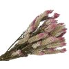 dried celosia crested spicata pink
