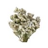 statice limonium dried flowers lemon white 1
