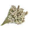 statice limonium dried flowers limonium white