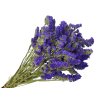 statice limonium dried flowers limonium dark purple
