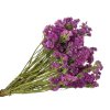 statice limonium dried lavender flowers purple pink violet