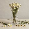1338 3 susene slamienky dried straw flowers acroclinium biele white