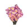 dried straw flowers acroclinium pink1