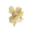 dipsacus thistle bleached white1