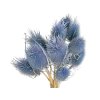 dipsacus bodliak thistle jeans blue modré1
