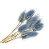 dipsacus wild teasel jeans blue blue