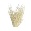 dried lepidium dried grass cress bleached1