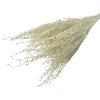 dried lepidium dried grass cress bleached2