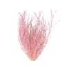 dried lepidium dried grass cress pink pink1