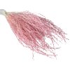dried lepidium dried grass pink rose2