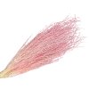 dried lepidium dried grass pink