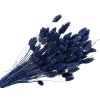 susena trava chrastnica dried phalaris dark blue tmavomodrá