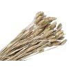 susena trava chrastnica dried phalaris white vintage biela