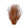 susene klasy razne triticum brown hnede1