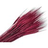 dried assorted wheat triticum burgundy red