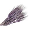 dried miscellaneous triticum purple grass
