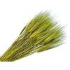 dried ears various triticum light green apple green