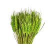 psenica triticum light green svetlozeleny1